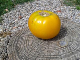 Blog Tomatissims Tomatissimas nova gamma de tomates híbrides naturals