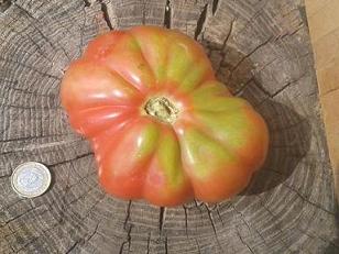 Blog Tomatissims Tomatissimas nova gamma de tomates híbrides naturals