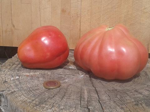 Blog Tomatissims Tomatissimas nova gamma de tomates híbrides naturals