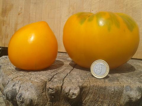 Blog Tomatissims Tomatissimas nova gamma de tomates híbrides naturals