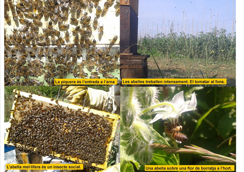 Tomatissims apicultura