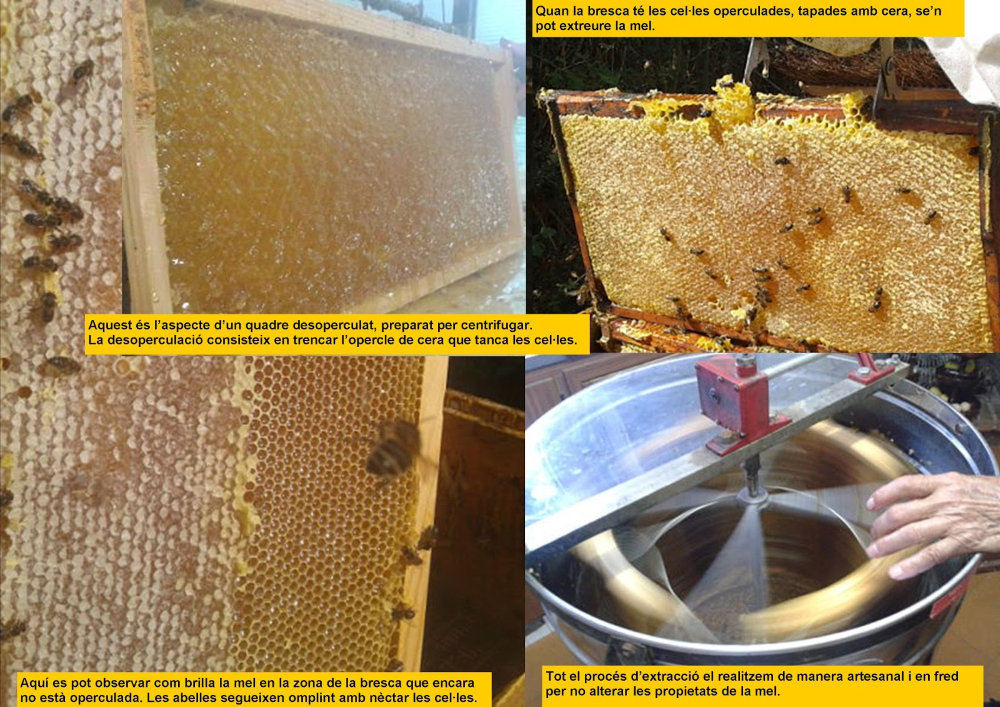 Tomatissims apicultura