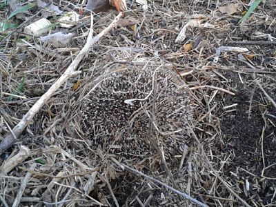 Gestió de residus urbans